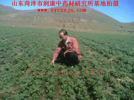 直播的甘草苗期
