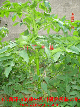 白芷单株