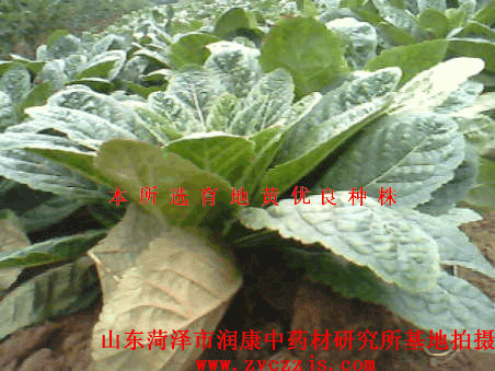 选育的地黄种株