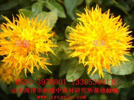红花种子
