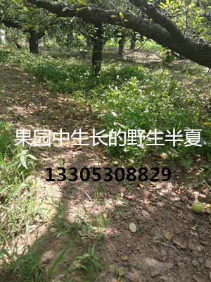 菏泽半夏仿野生种植前景广阔