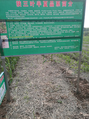 半夏规范化种植试验田欢迎考察