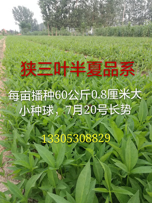 旱半夏种植不遮阳产量高质量好