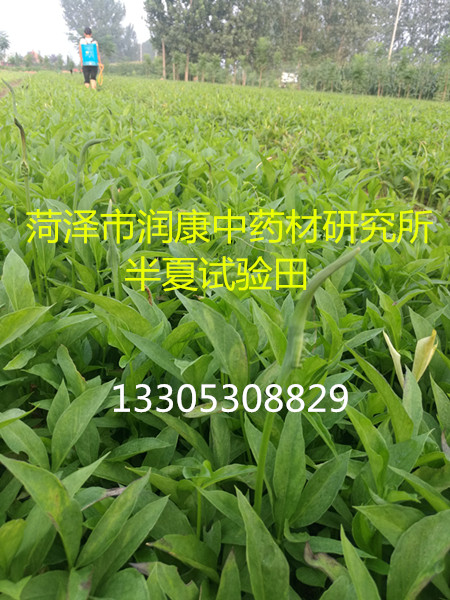 旱半夏种植喷洒叶面肥效果好