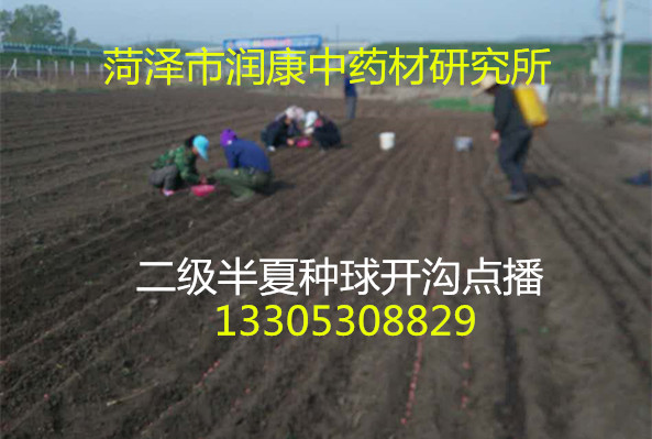 2016年本所半夏试验田收获结束，产量一般