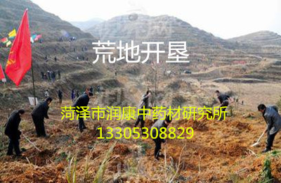 半夏种植技术12问答