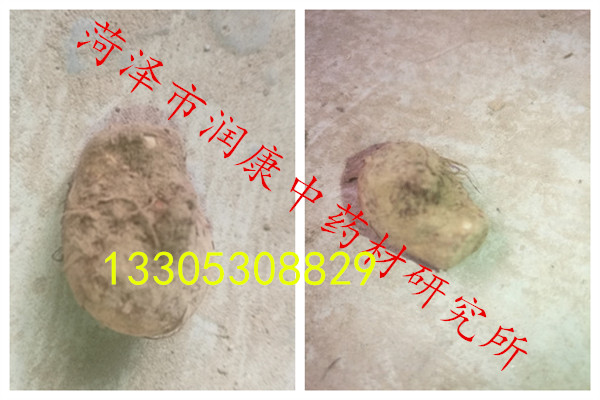 旱半夏优良品系——狭三叶半夏