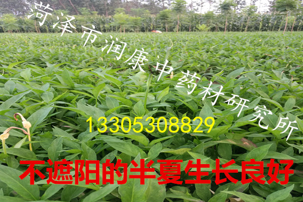 狭三叶半夏种植地顽强生长