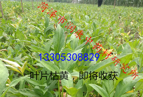 半夏种植选择半夏种球是关键