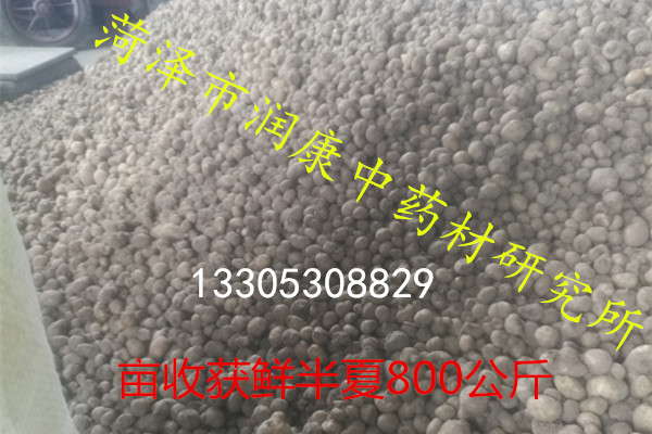 半夏种球要大小分开播种