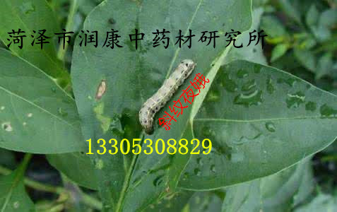 半夏生长中后期虫害的防治