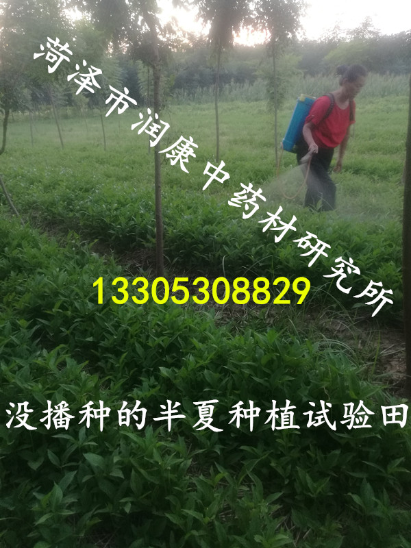 你相信半夏一次播种，连年收获吗？