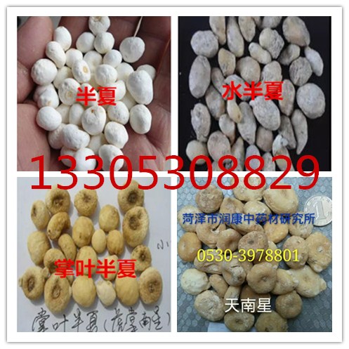 帮助药农分辨同科植物旱半夏的四个堂兄弟