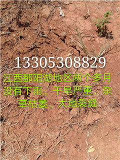 鄱阳湖干旱严重，土壤中半夏“蒸”成干货