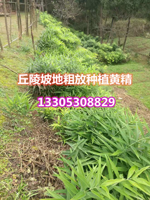黄精种植——是脱贫攻坚的好项目