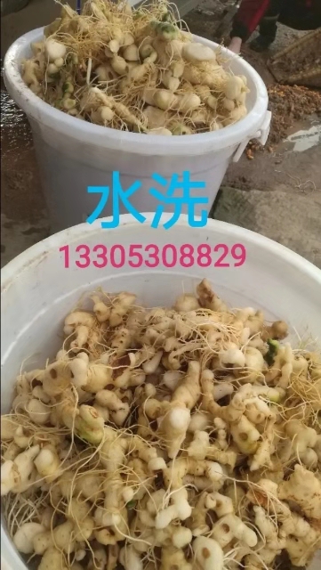 “九蒸九晒黄精赛人参”——黄精加工