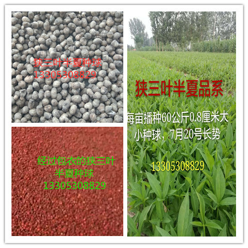 通知：预订半夏种球