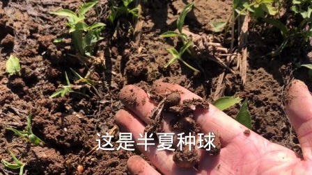 半夏种子基地10月21日长势良好