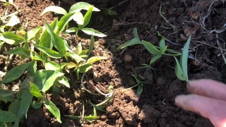 半夏种植基地视察丰收增收有希望